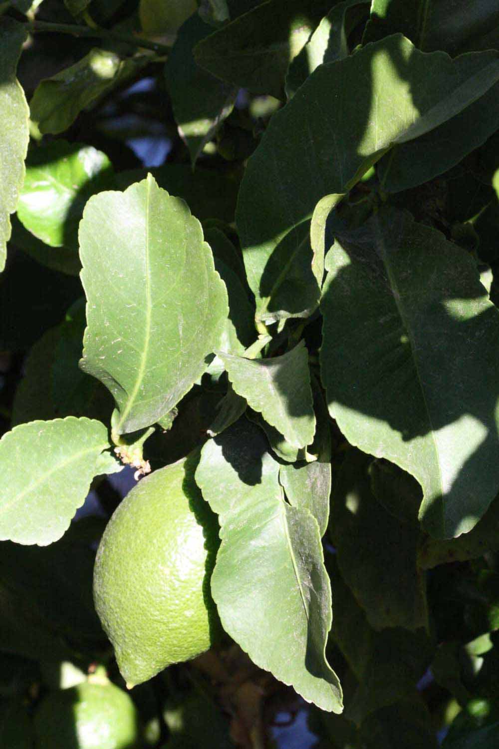              Sun leaves (Riverside, CA)       